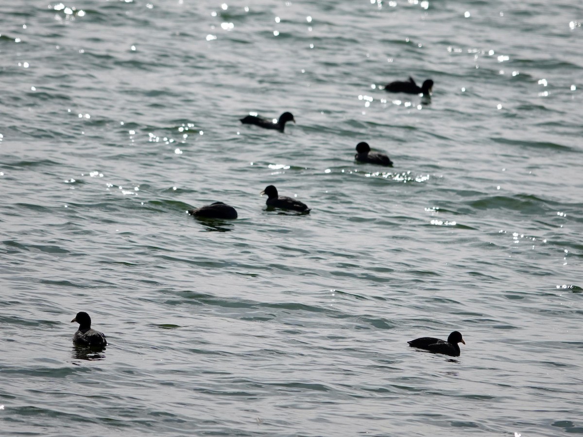 Fulica sp. - ML573742761