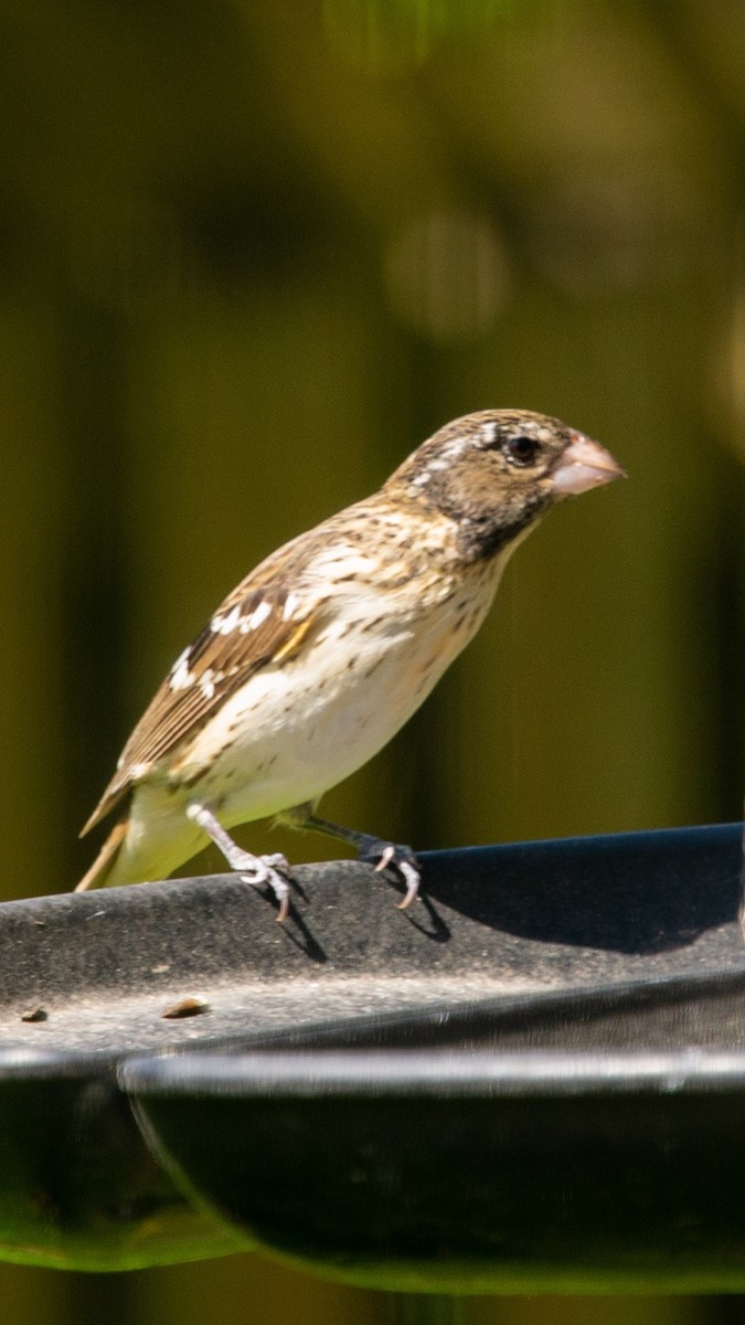 dlaskovec růžovoprsý - ML573742831