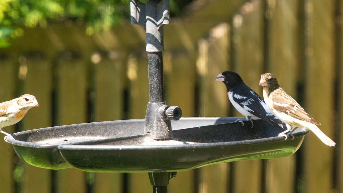 dlaskovec růžovoprsý - ML573742851