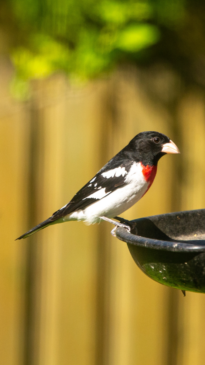 dlaskovec růžovoprsý - ML573742861