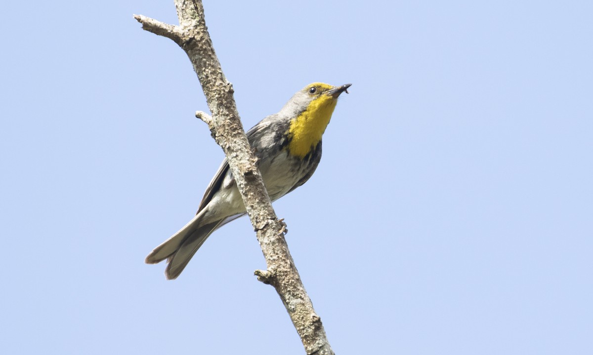 Olive-capped Warbler - Heather Wolf