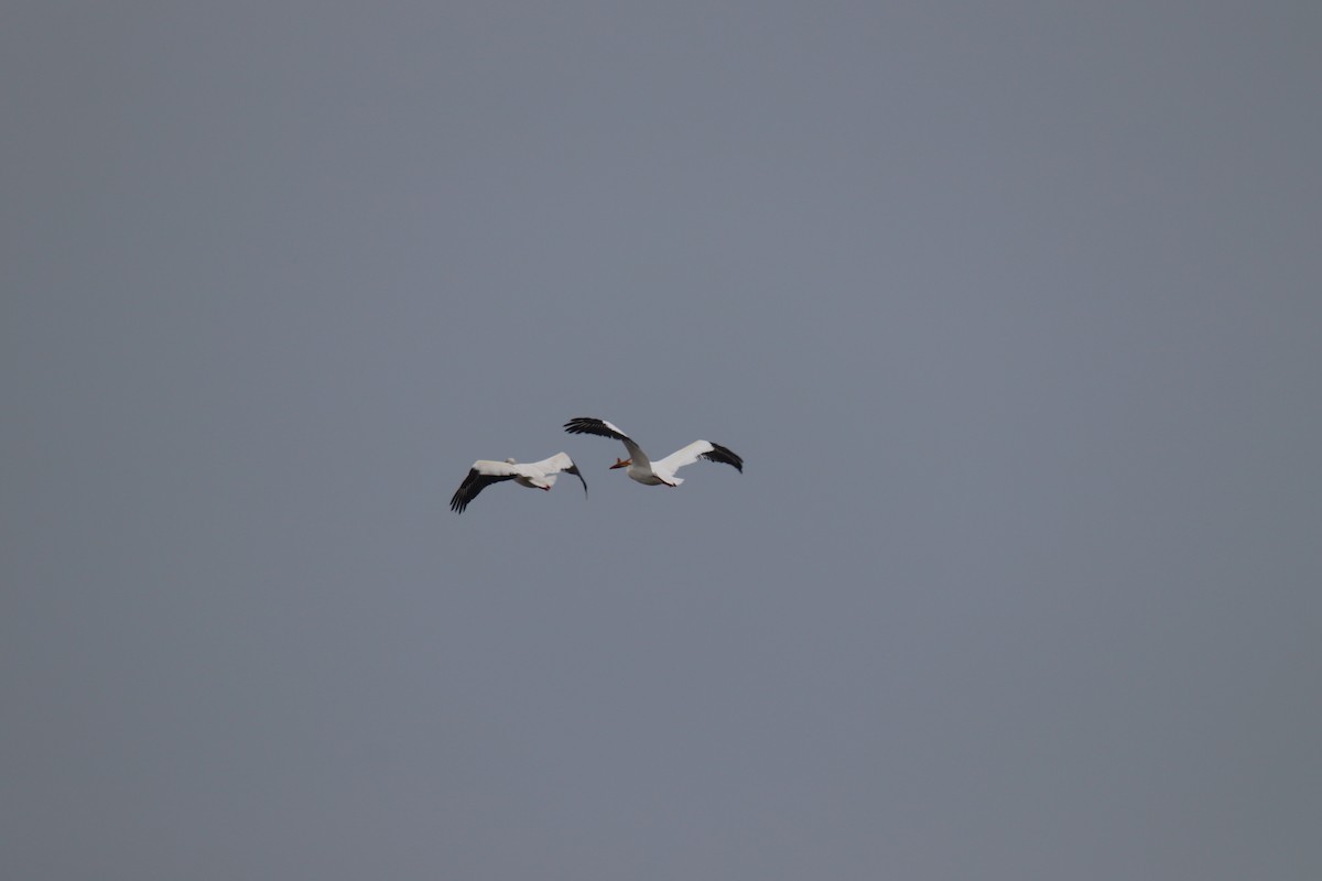 American White Pelican - ML573744081