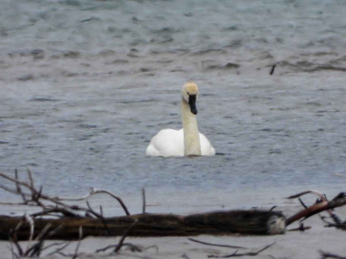 Tundra Swan - Samuel Burckhardt