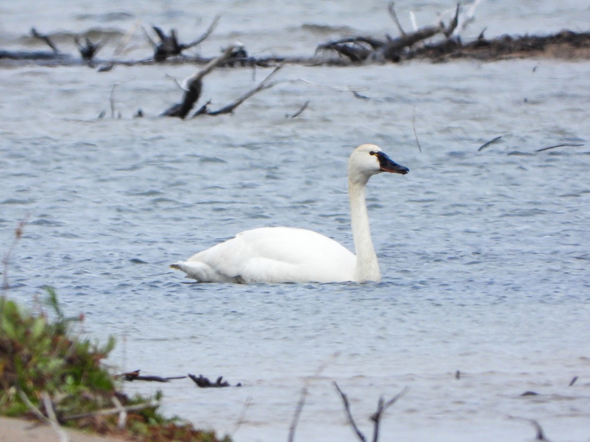 Tundra Swan - ML573744461