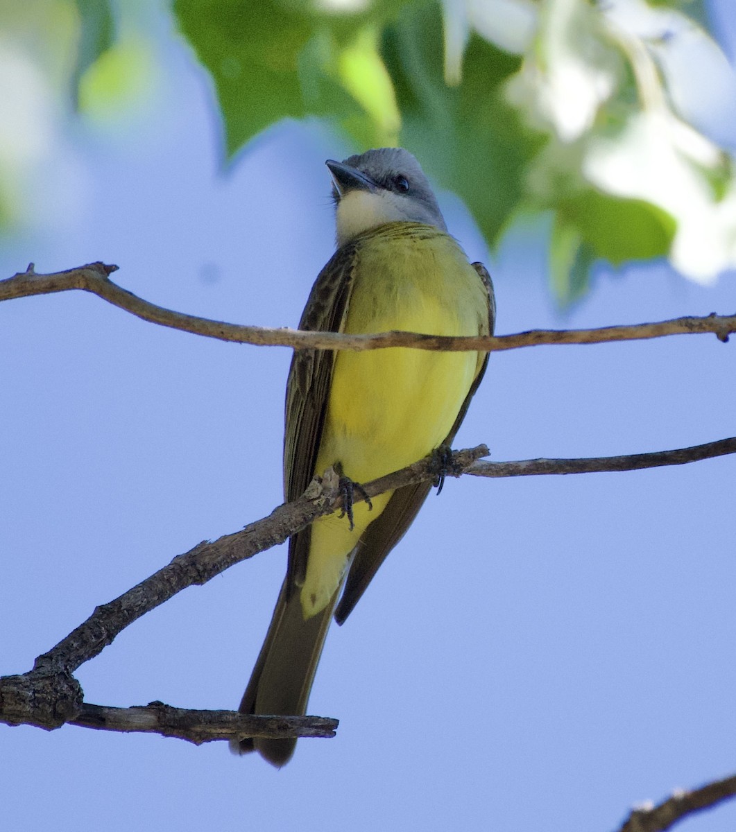 Tropical Kingbird - ML573744781