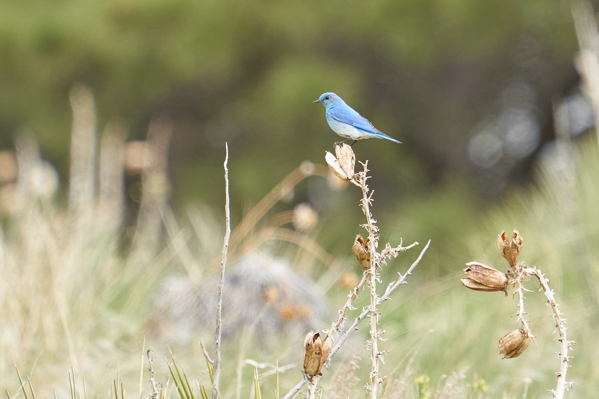 Mountain Bluebird - Thane Dinsdale