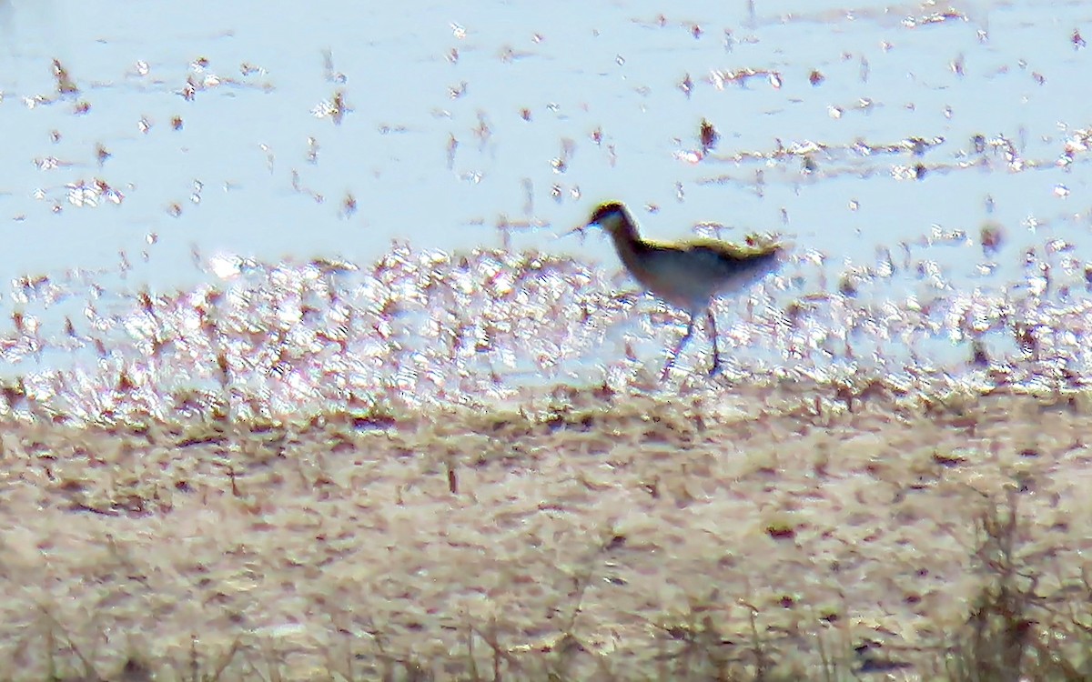 Wilson's Phalarope - ML573747411