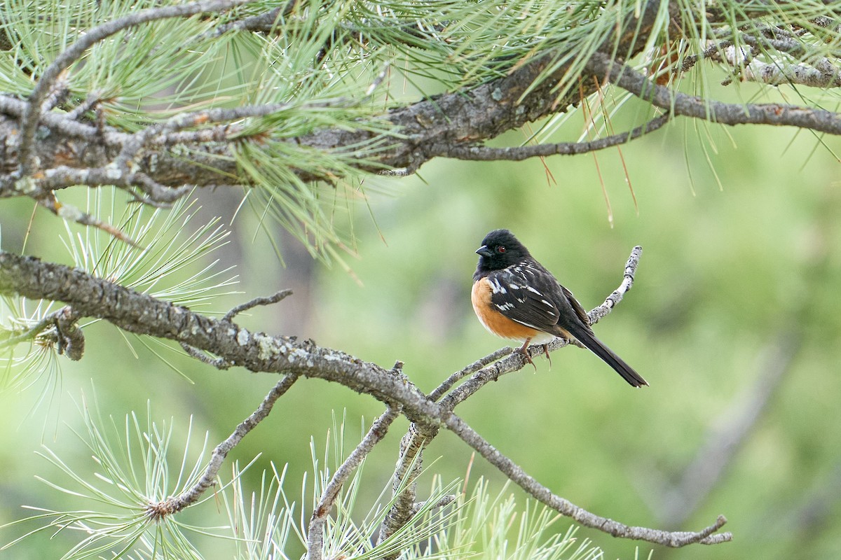 Spotted Towhee - ML573747431