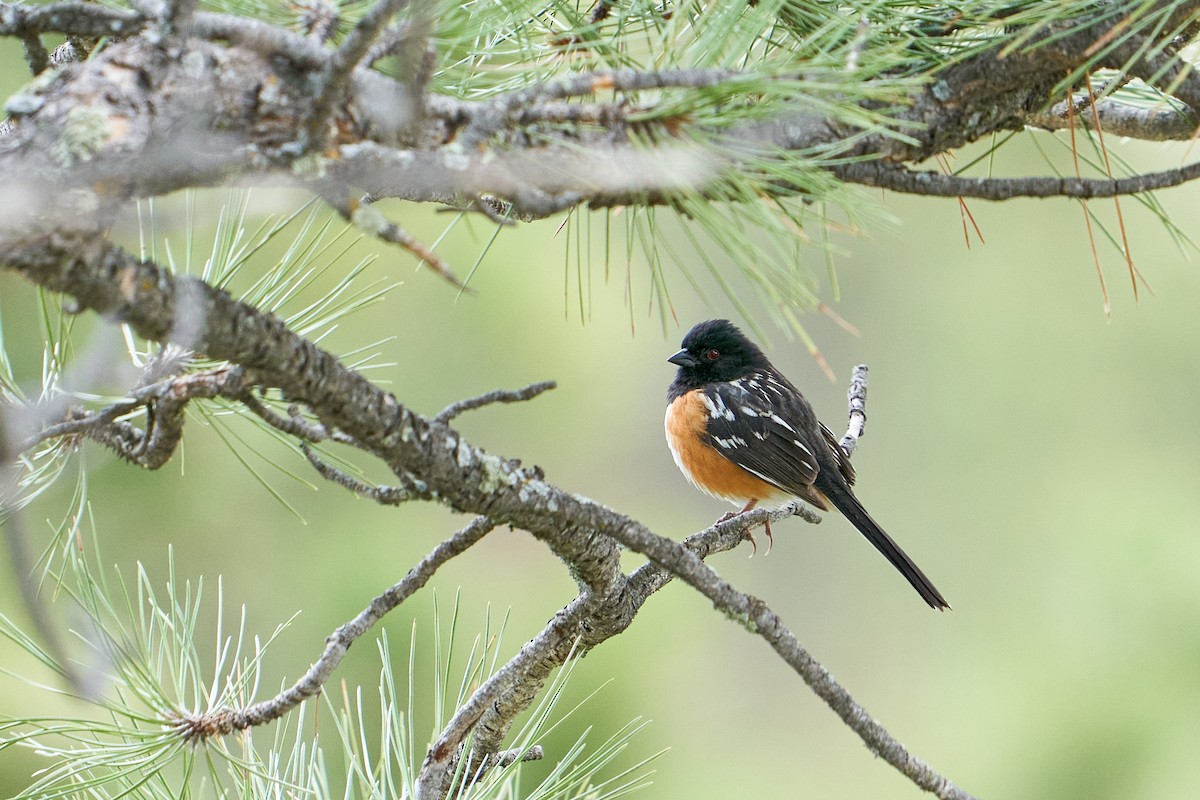 Spotted Towhee - ML573747451