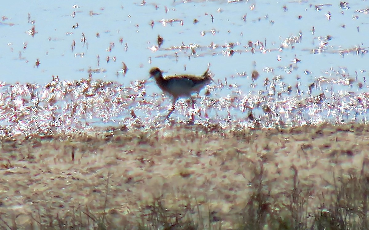 Phalarope de Wilson - ML573747461