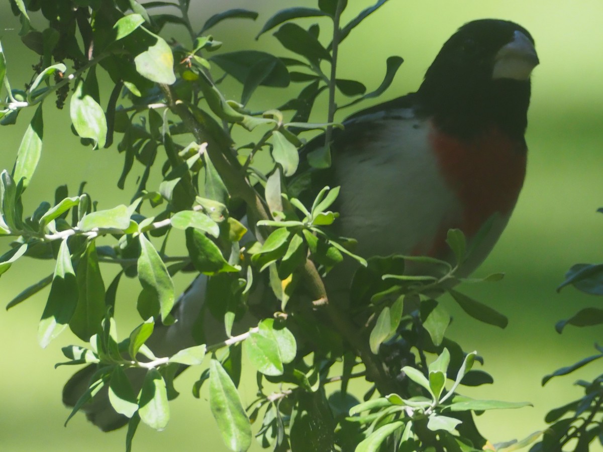 Rose-breasted Grosbeak - ML573748291