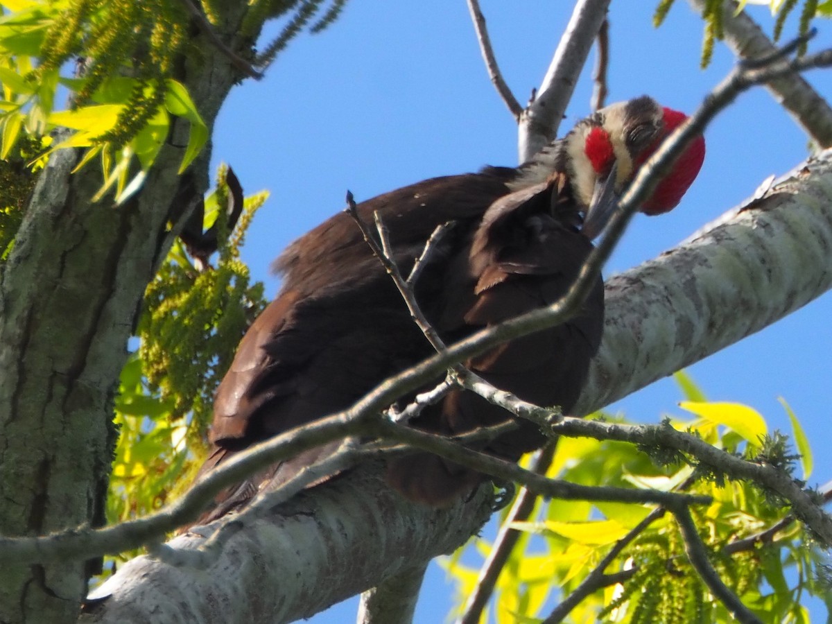 datel chocholatý - ML573748371