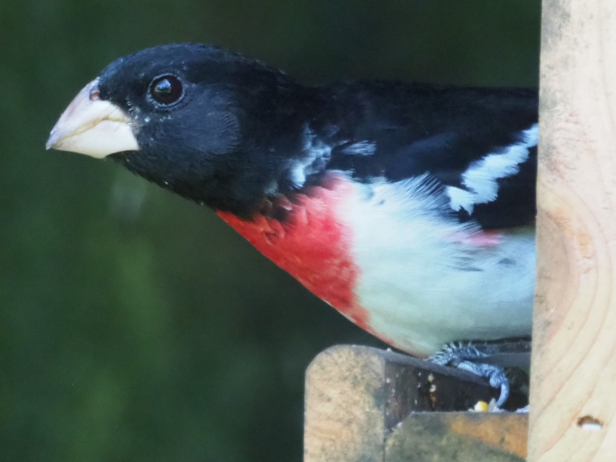 dlaskovec růžovoprsý - ML573748471