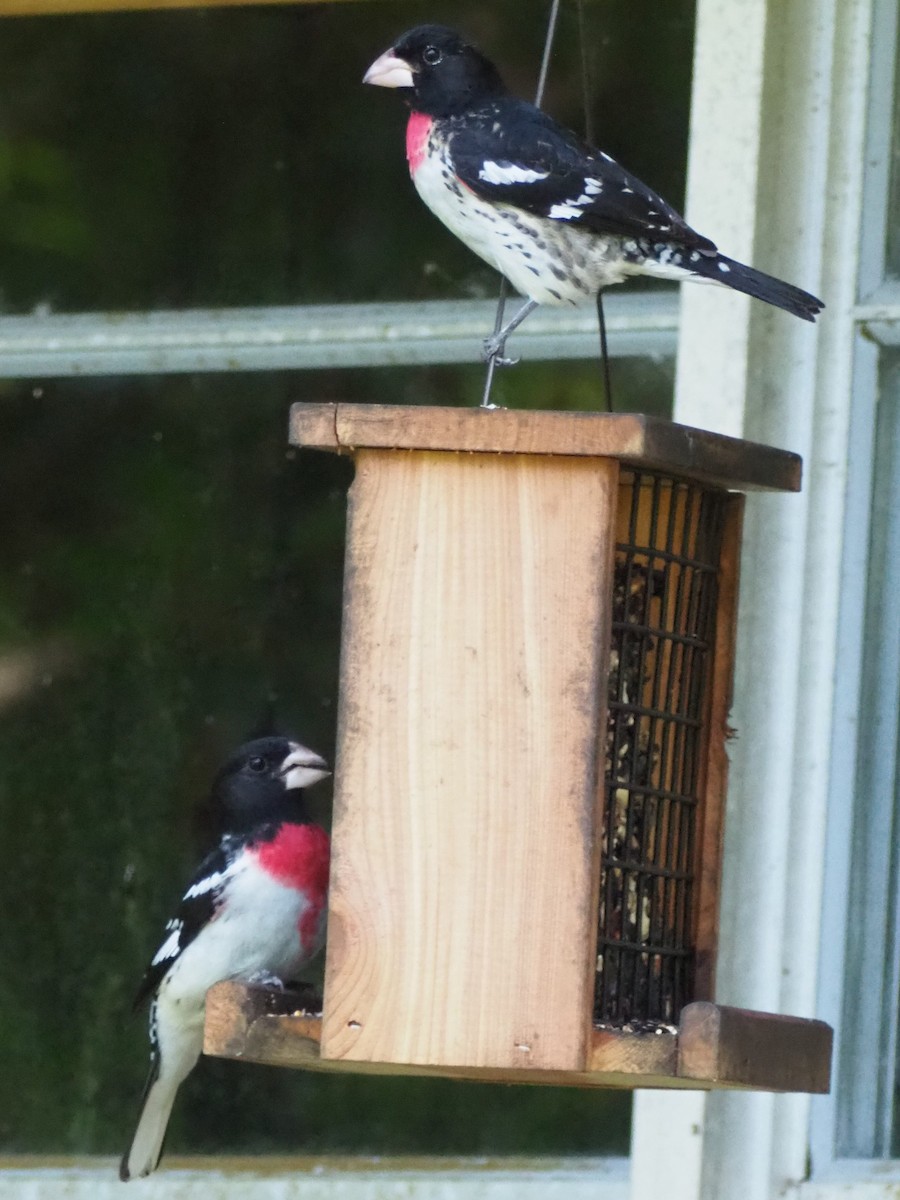 Rose-breasted Grosbeak - ML573748551