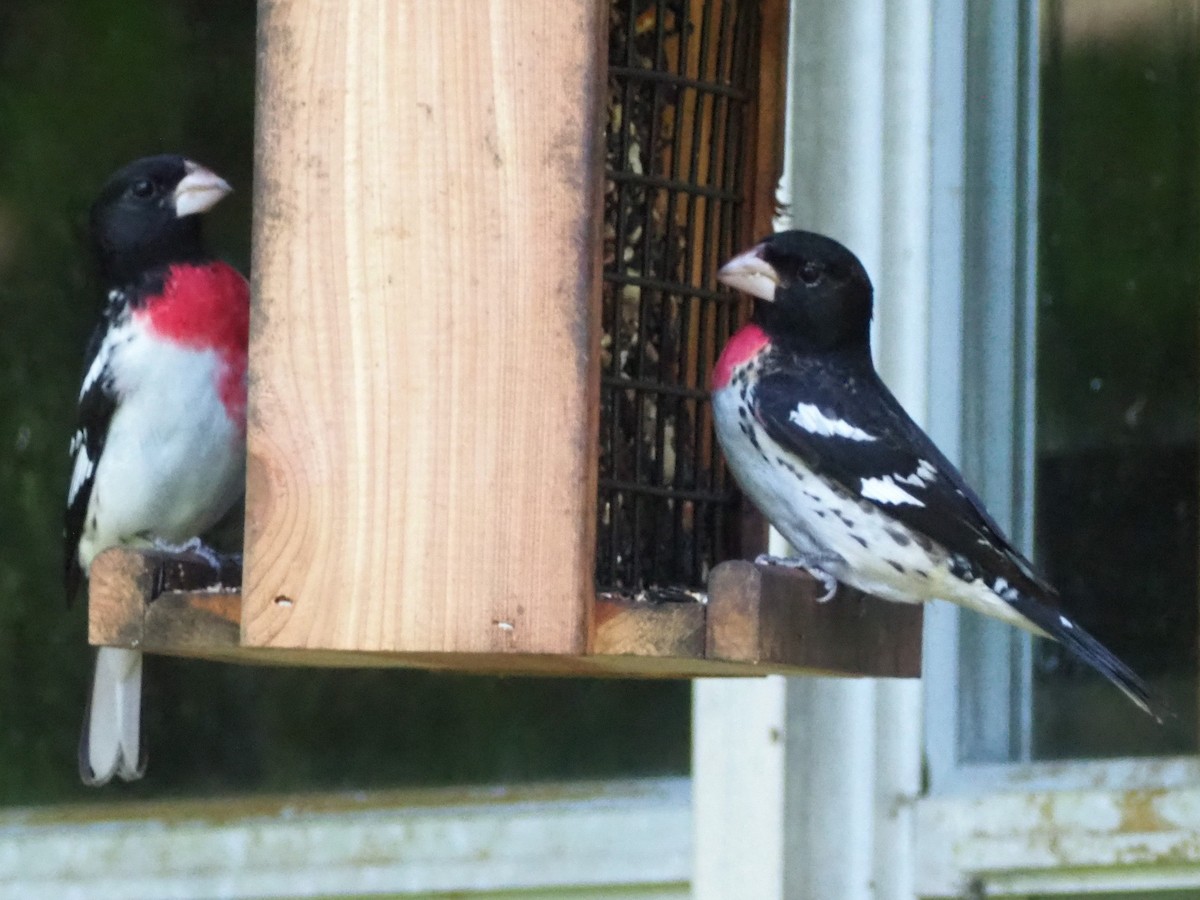 dlaskovec růžovoprsý - ML573748621