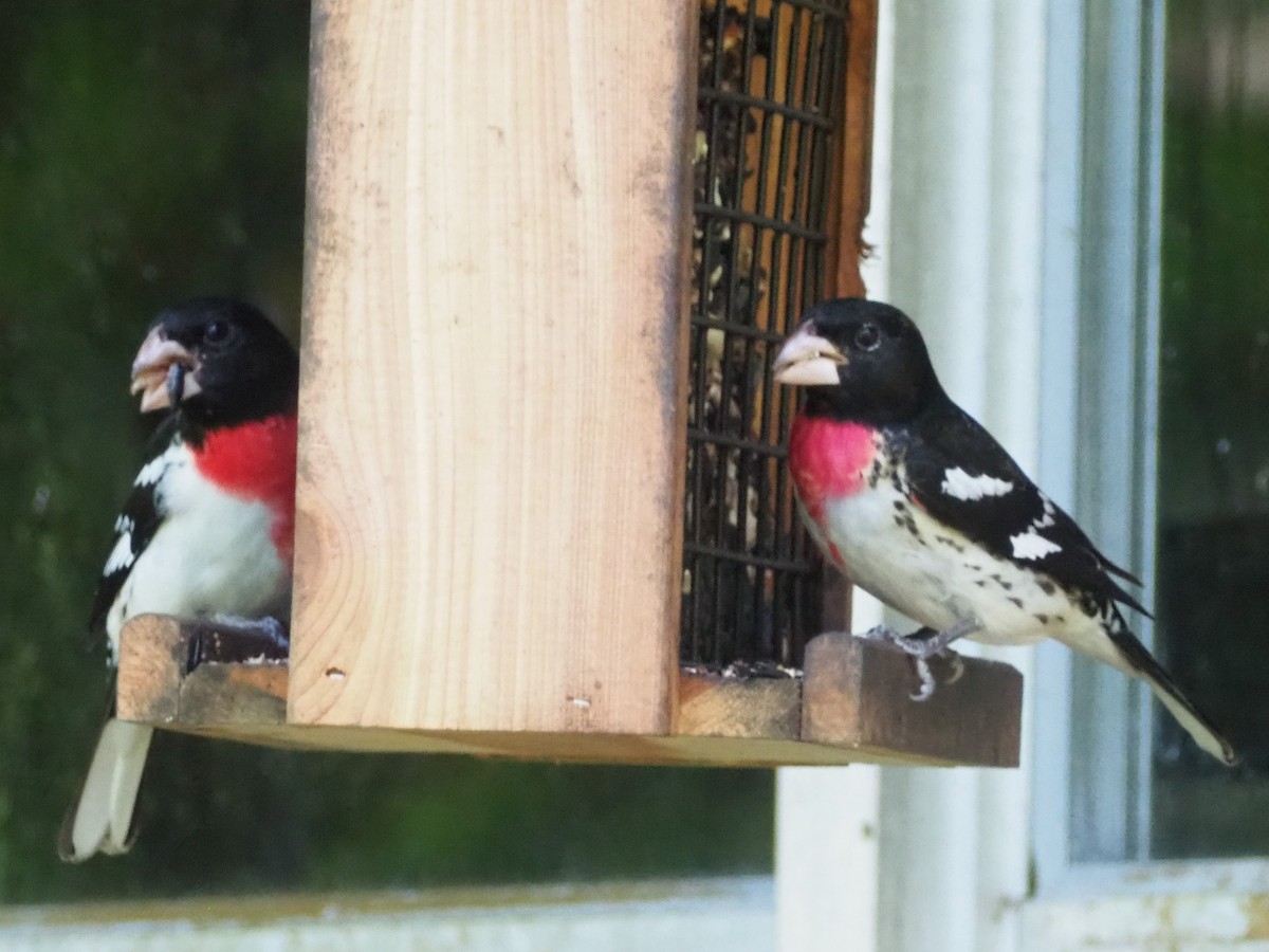 dlaskovec růžovoprsý - ML573748691