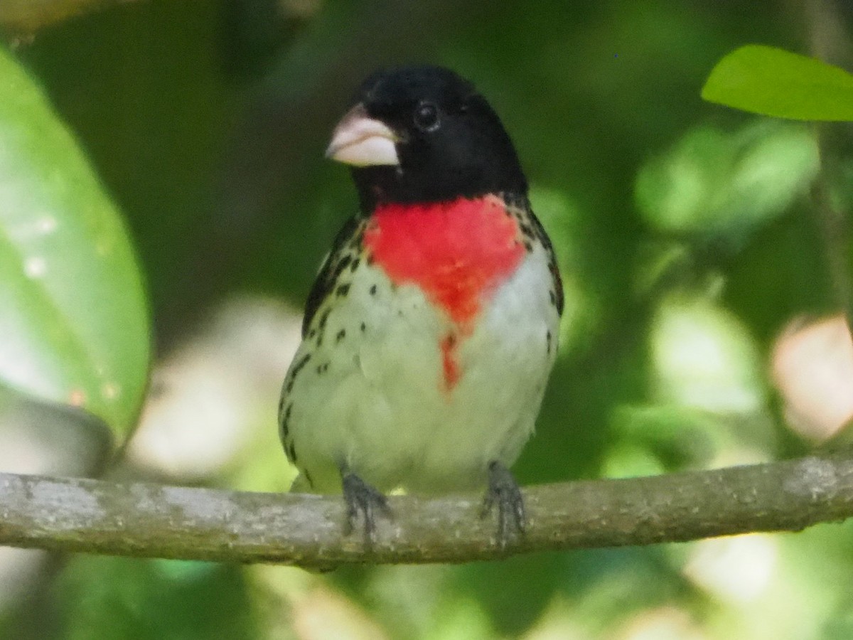 Rose-breasted Grosbeak - Jeff Sims