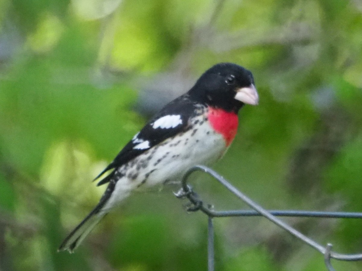 dlaskovec růžovoprsý - ML573748841