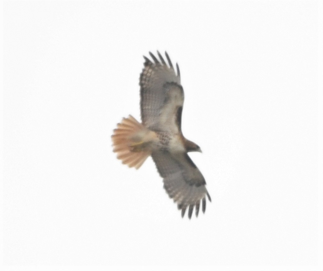 Red-tailed Hawk - ML573749811