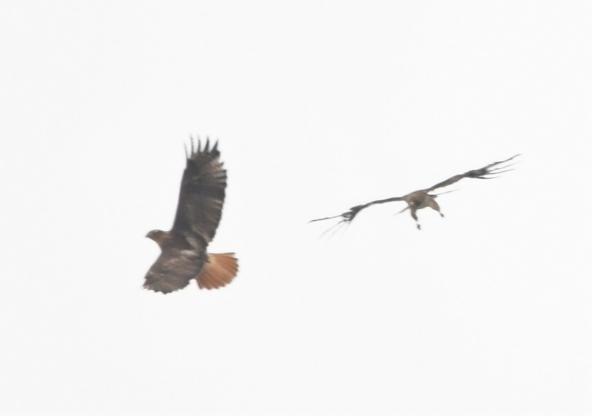 Red-tailed Hawk - ML573749821