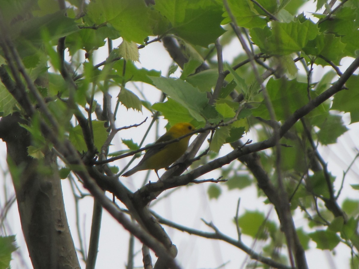 Prothonotary Warbler - ML57374991