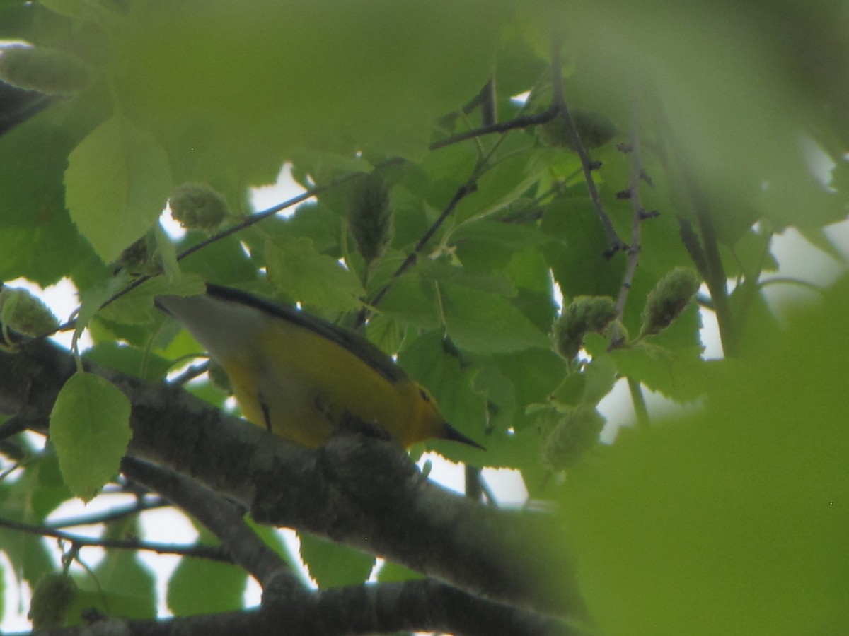Prothonotary Warbler - ML57375011