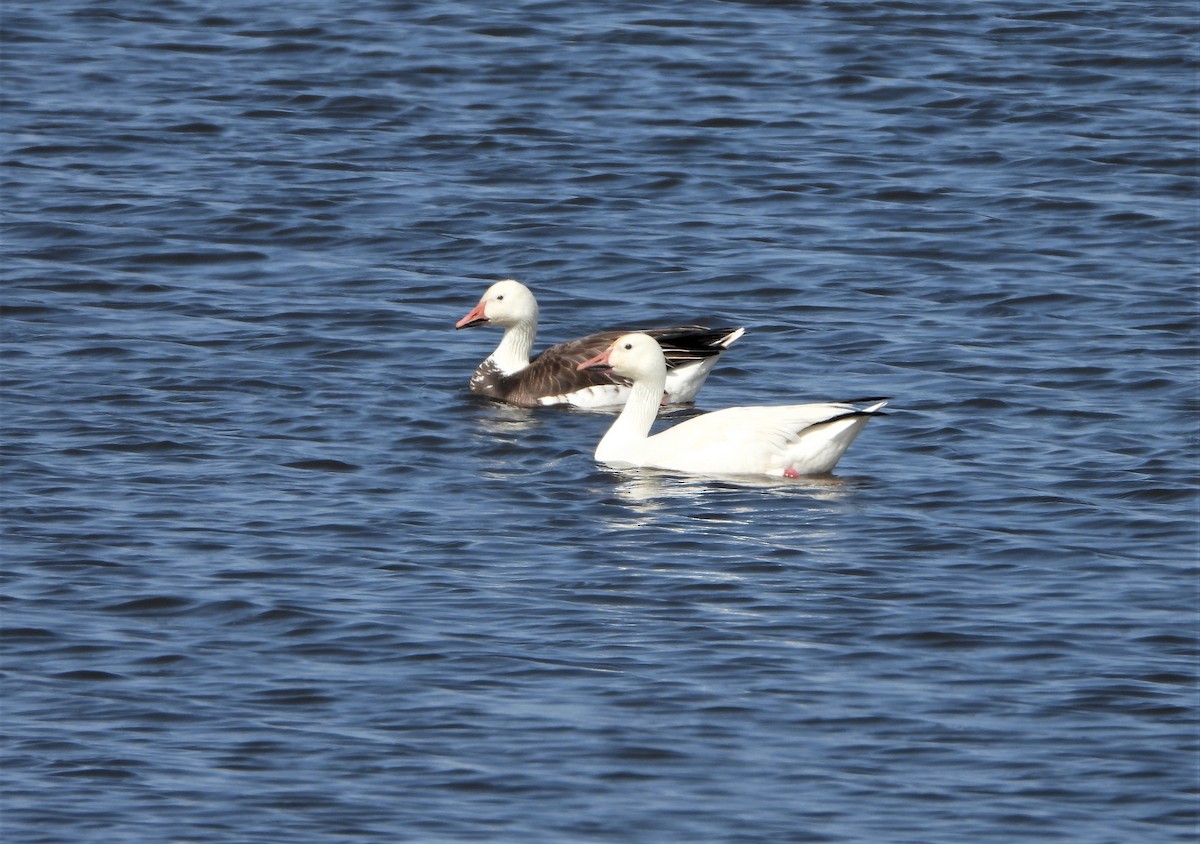 Snow Goose - ML573750191