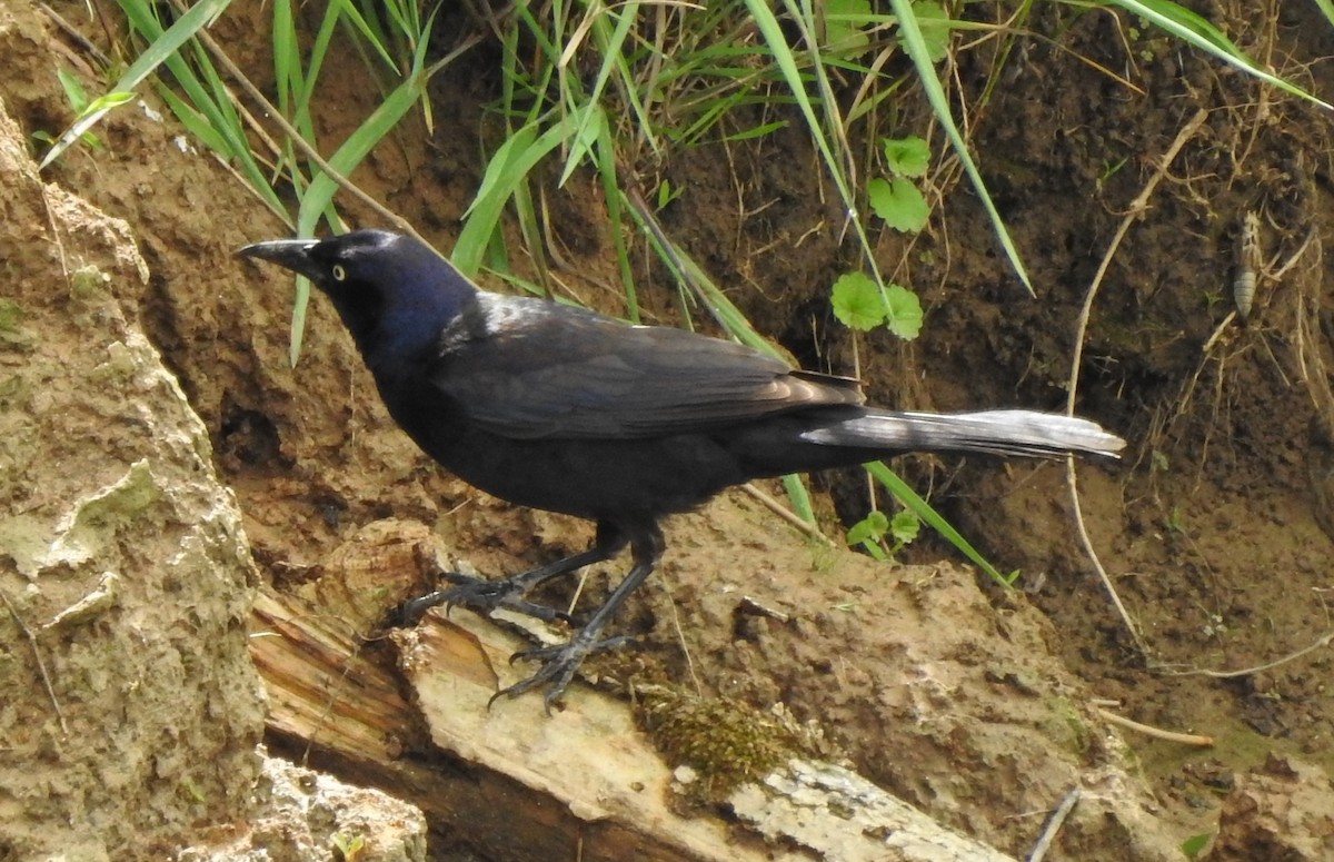 Common Grackle - ML573750211