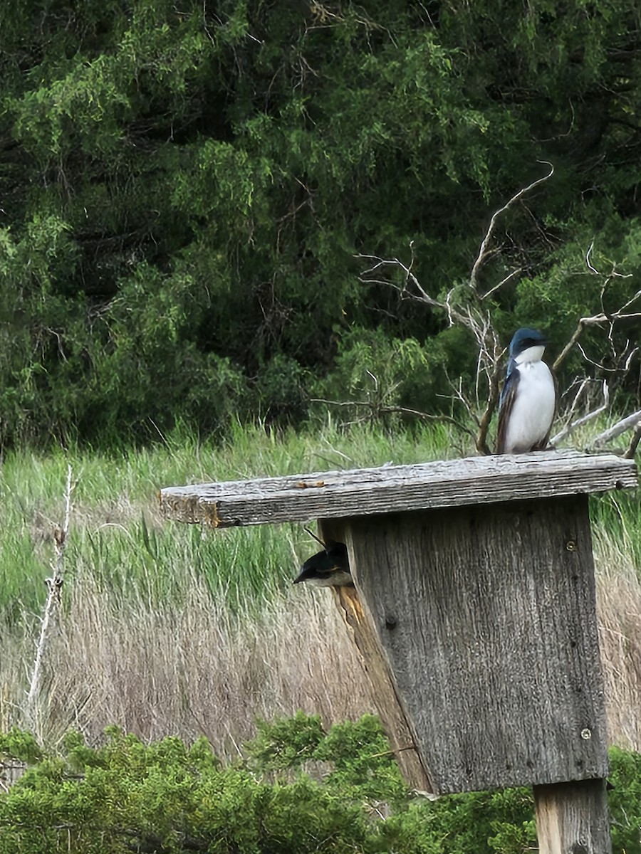 Tree Swallow - ML573750651