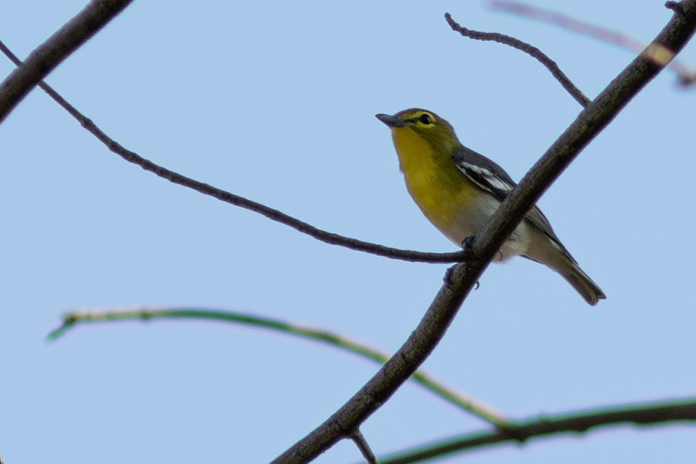 Yellow-throated Vireo - ML573752171