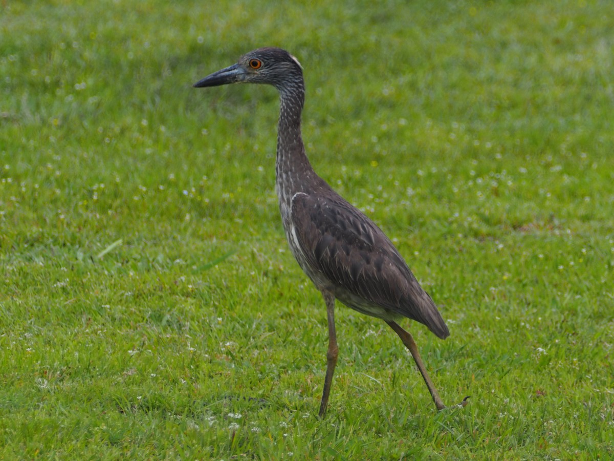 kvakoš žlutočelý - ML573752431