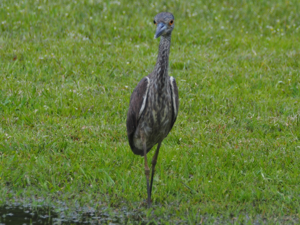 Yellow-crowned Night Heron - Jeff Sims