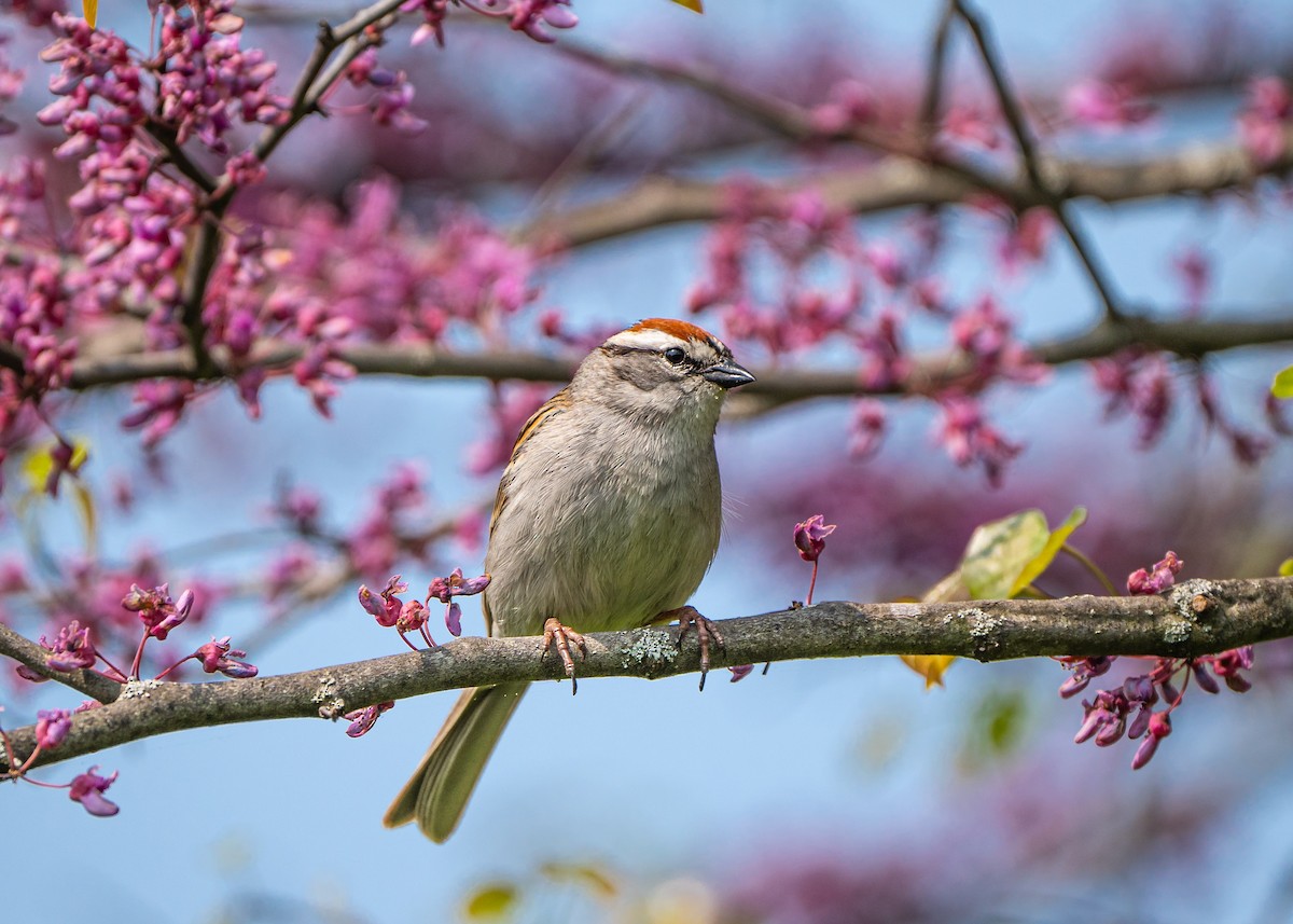 Chipping Sparrow - ML573753031