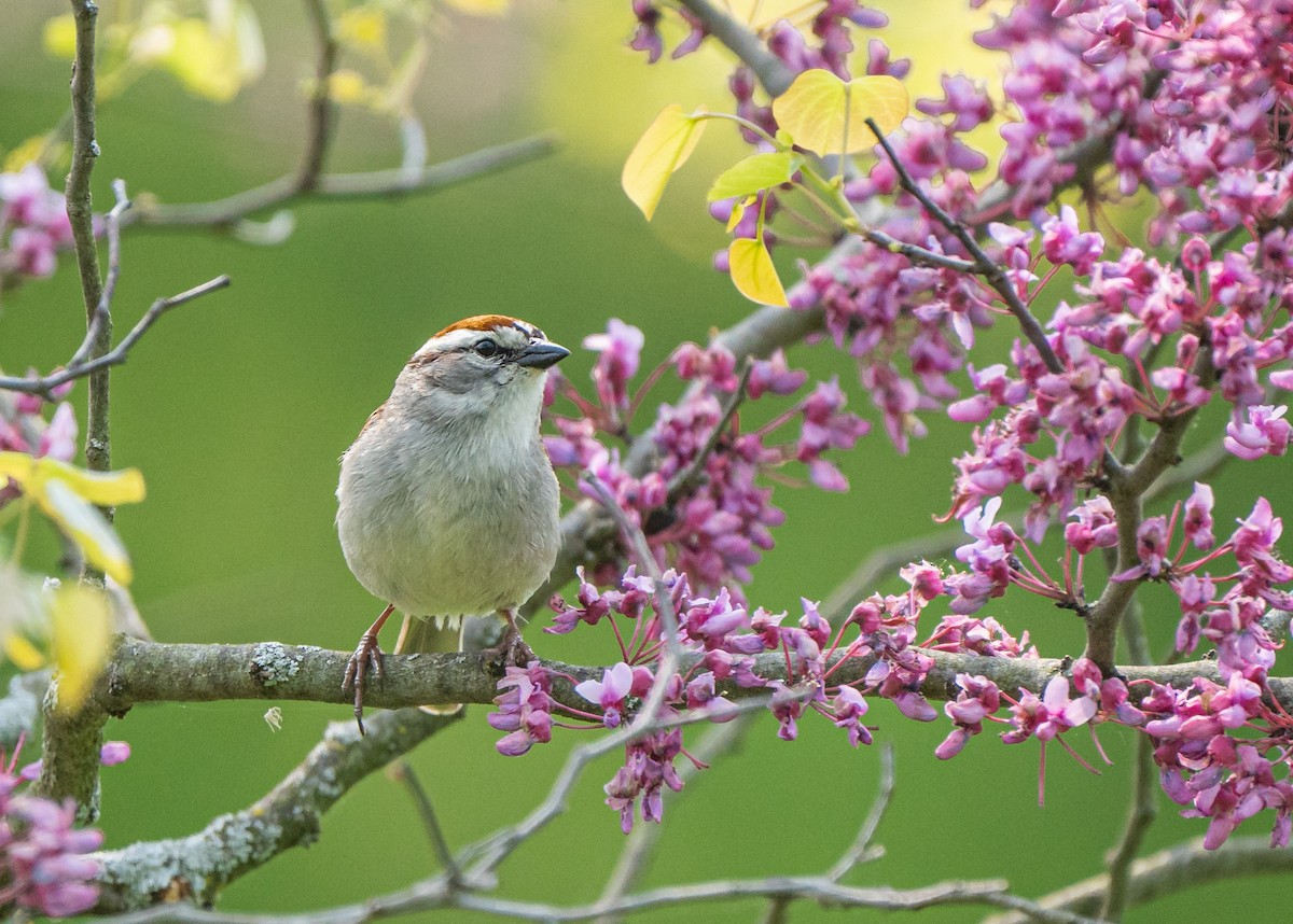 Chipping Sparrow - ML573753121