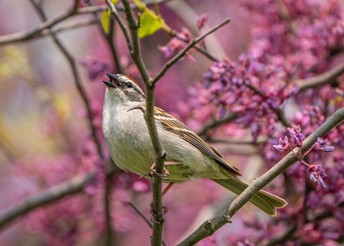 Chipping Sparrow - ML573753141