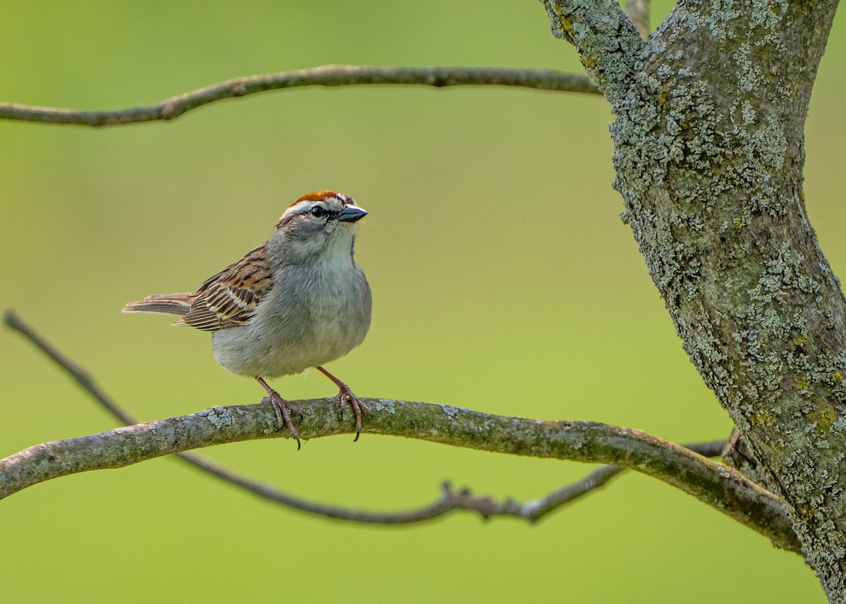 Chipping Sparrow - ML573753151