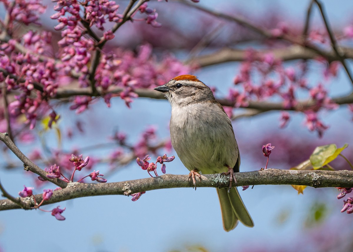 Chipping Sparrow - ML573753161