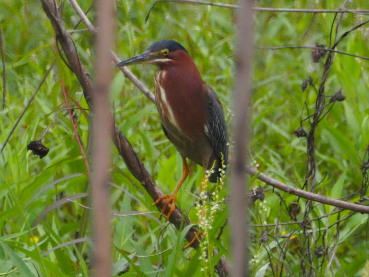 Green Heron - Jeff Sims