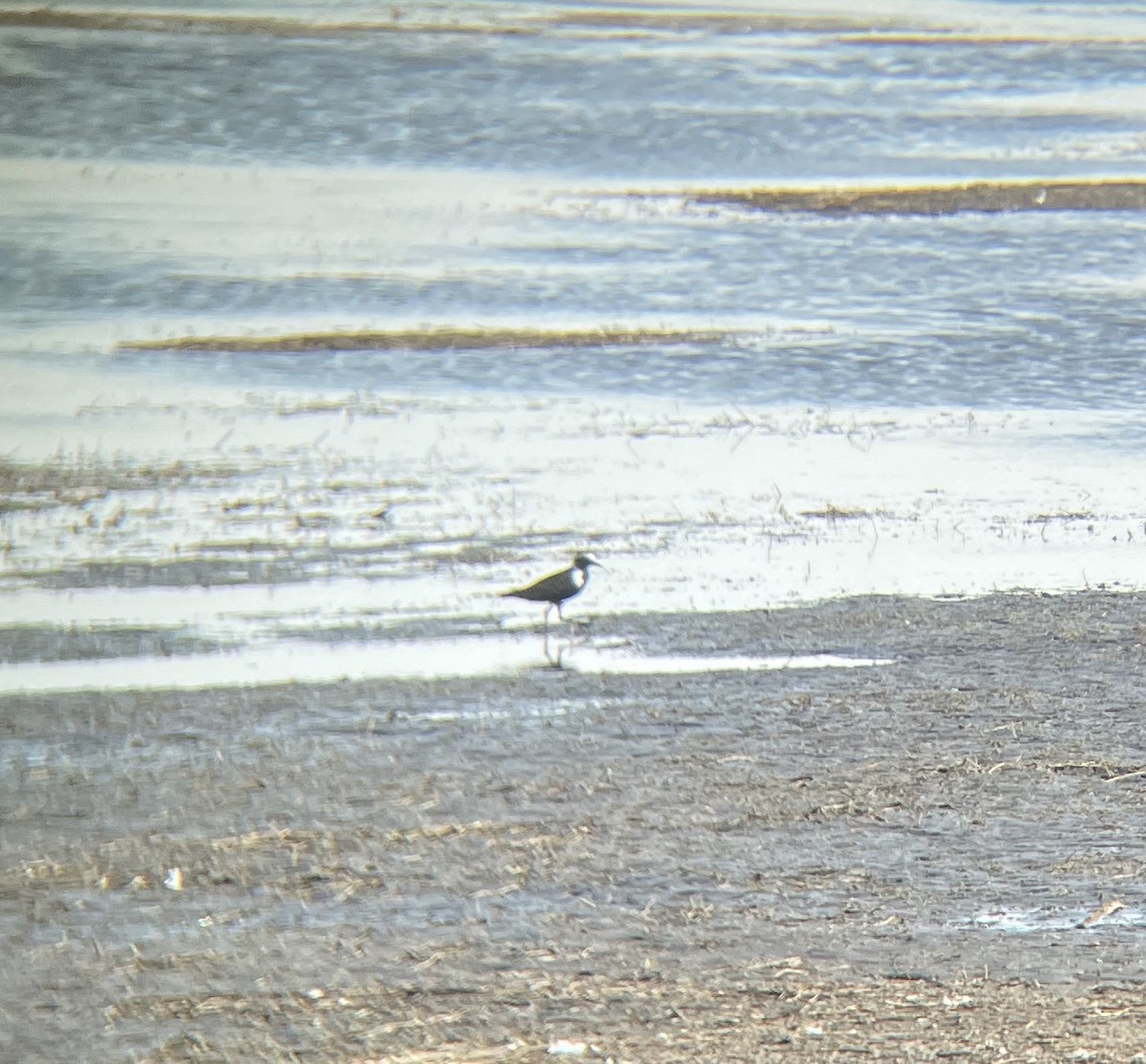 American Golden-Plover - David Wood