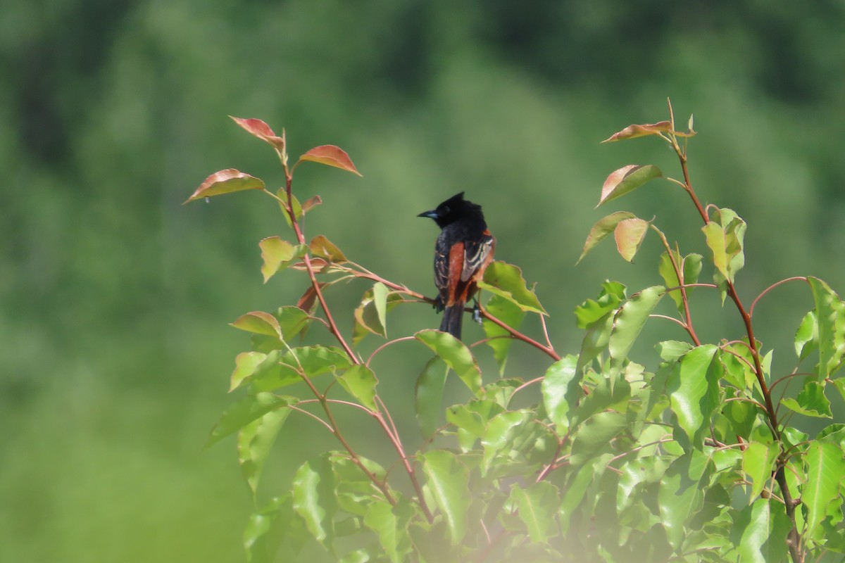 Orchard Oriole - David Brinkman