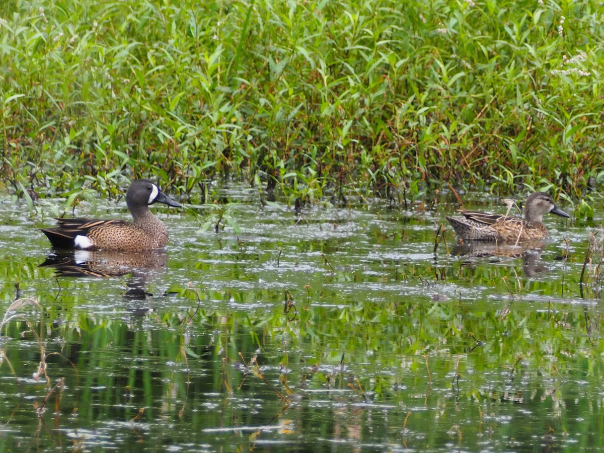 Blue-winged Teal - Jeff Sims