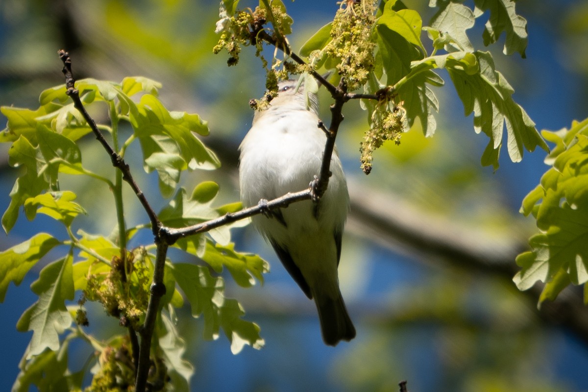 Red-eyed Vireo - ML573753961