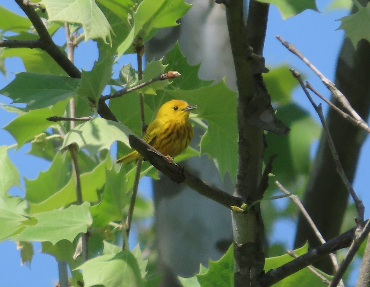 Yellow Warbler (Northern) - ML573755151