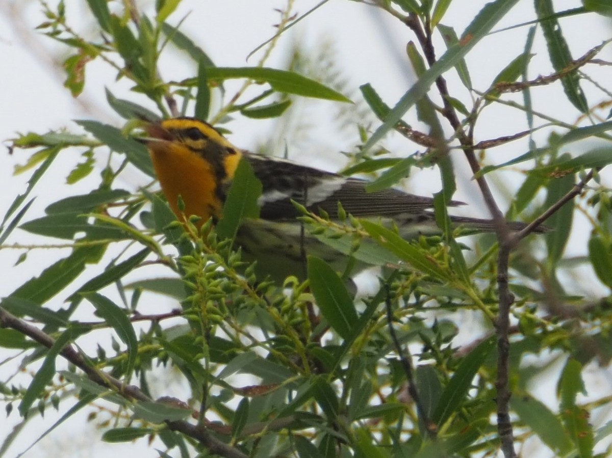 Blackburnian Warbler - Jeff Sims