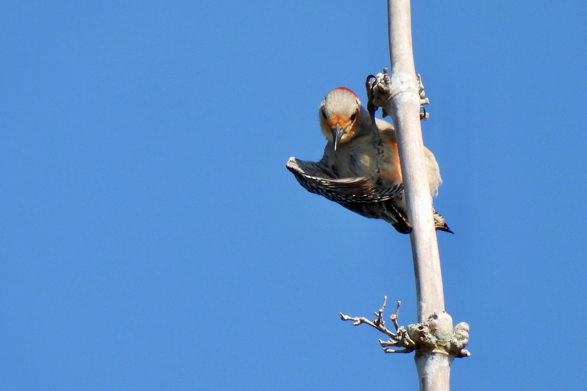 Red-bellied Woodpecker - ML573755591
