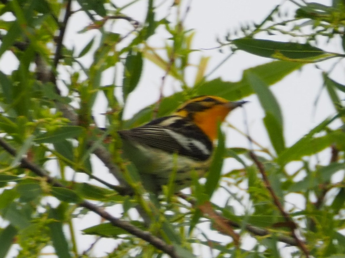 lesňáček jedlovcový - ML573756041