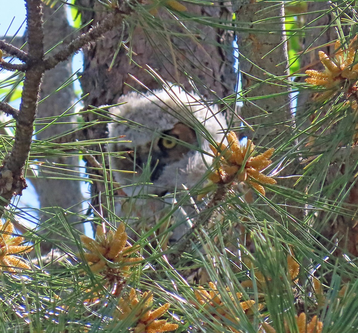 Great Horned Owl - ML573756121