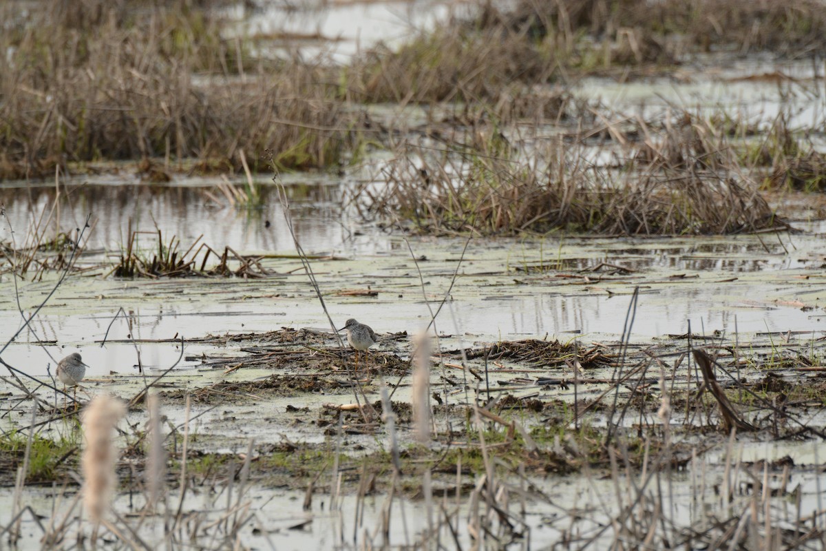 Lesser Yellowlegs - ML573756211