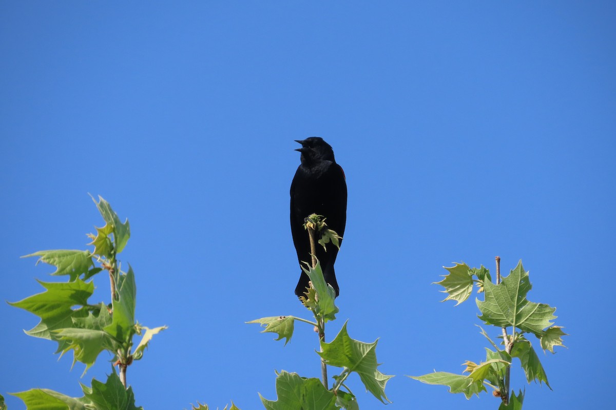 Red-winged Blackbird - David Brinkman