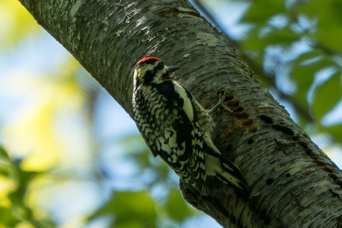 Yellow-bellied Sapsucker - ML573756591